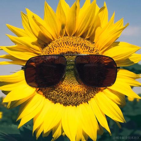 鲨鱼_辣椒于2022-11-19 06:18发布的图片