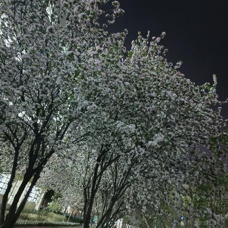 韵楚前颜于2023-03-29 20:42发布的图片