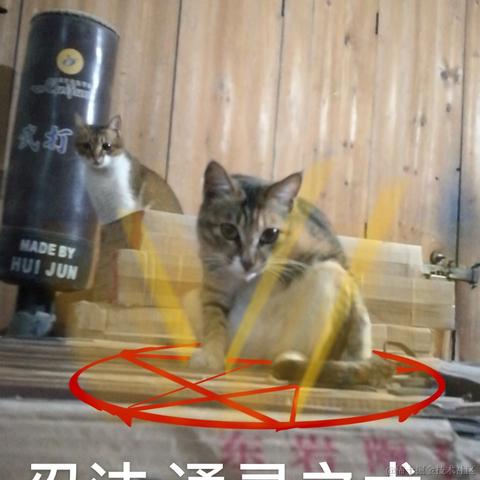 皮皮皮皮皮喵于2020-09-01 10:01发布的图片
