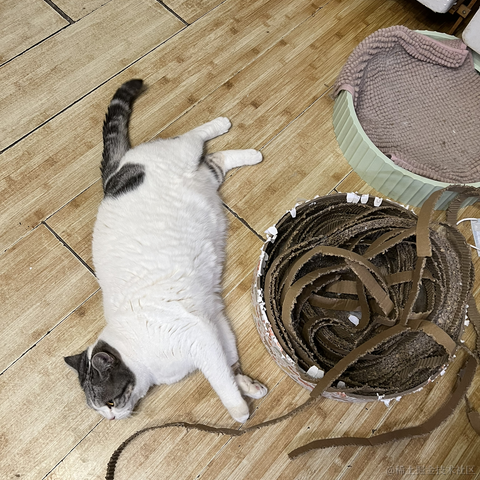 我家猫叫佩奇于2021-12-02 22:28发布的图片