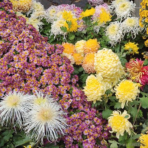 优秀稳妥的金枪小魔王于2023-11-28 11:00发布的图片