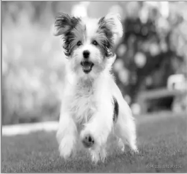 Convert Image to Grayscale OpenCV cvtColor