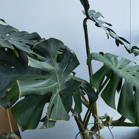 龙王980于2022-11-23 12:09发布的图片