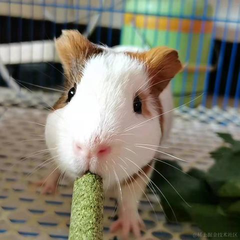 派大星的派于2021-08-06 11:01发布的图片