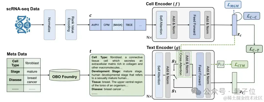 识别细胞也能用大模型了！清华系团队出品，已入选ICML 2024 | 开源