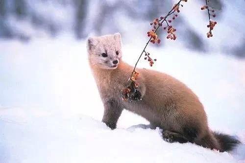 [开盖即食]基于canvas的“刮刮乐”刮奖效果-一一网