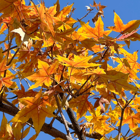 研究员于2023-10-27 14:15发布的图片