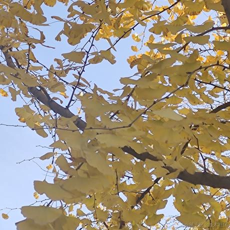 露早gogo于2022-11-26 11:36发布的图片