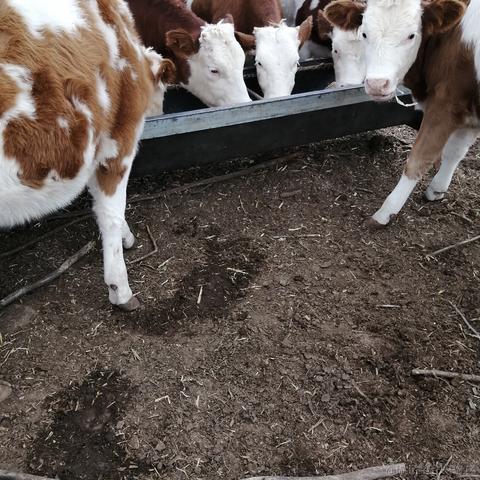 邂逅耶于2020-10-10 14:27发布的图片