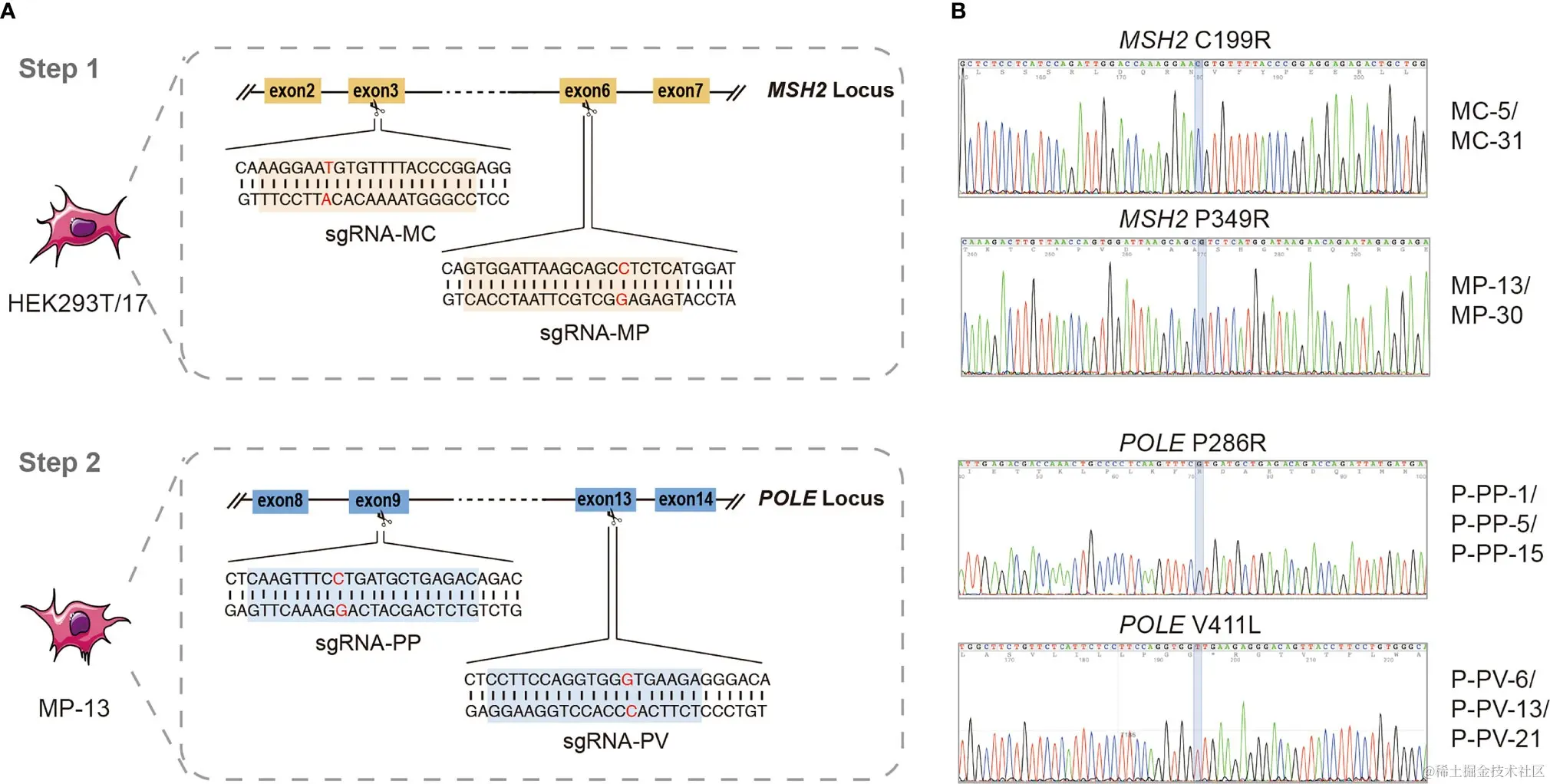 图2 CRISPR/Cas9系统生成与MSH2和POLAR变体共存的新细胞系
