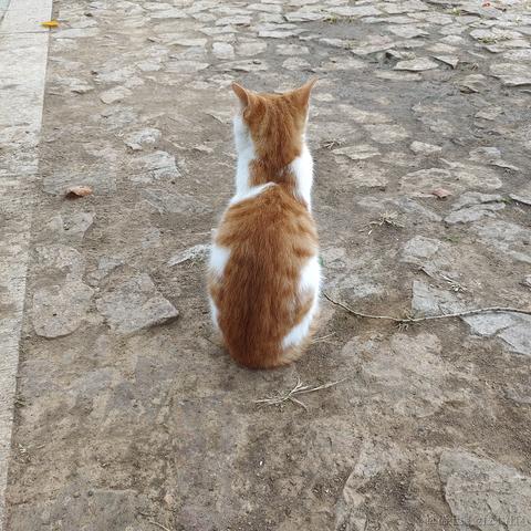 2号嘉心糖于2022-11-11 14:48发布的图片