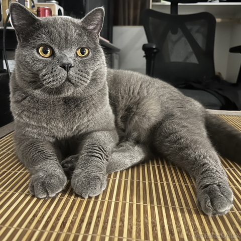 bellaQAQ于2023-07-02 09:27发布的图片