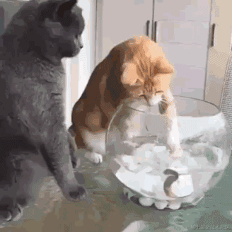 ditto于2022-11-22 22:18发布的图片