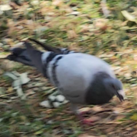 CN千石于2022-09-27 21:58发布的图片