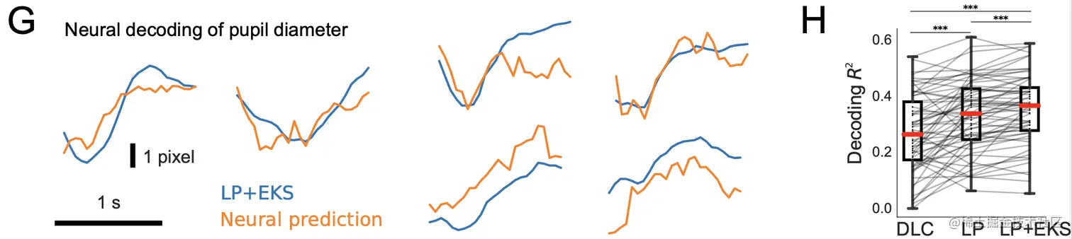Pupil diameter value comparison. Blue values are those extracted by Lightning Pose tracking (+Ensemble Kalman Smoothing) compared to the prediction of a decoder trained on neural data (ridge regression).