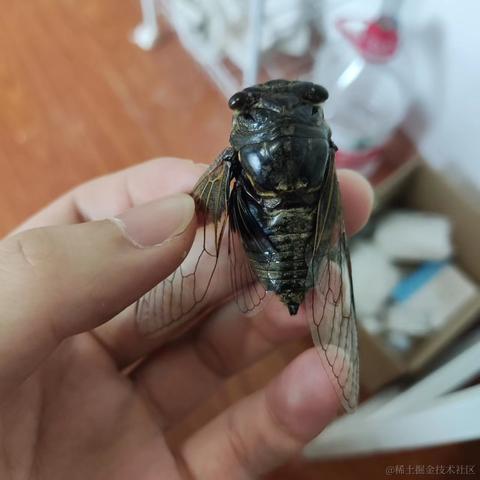 南方者于2022-07-25 15:34发布的图片