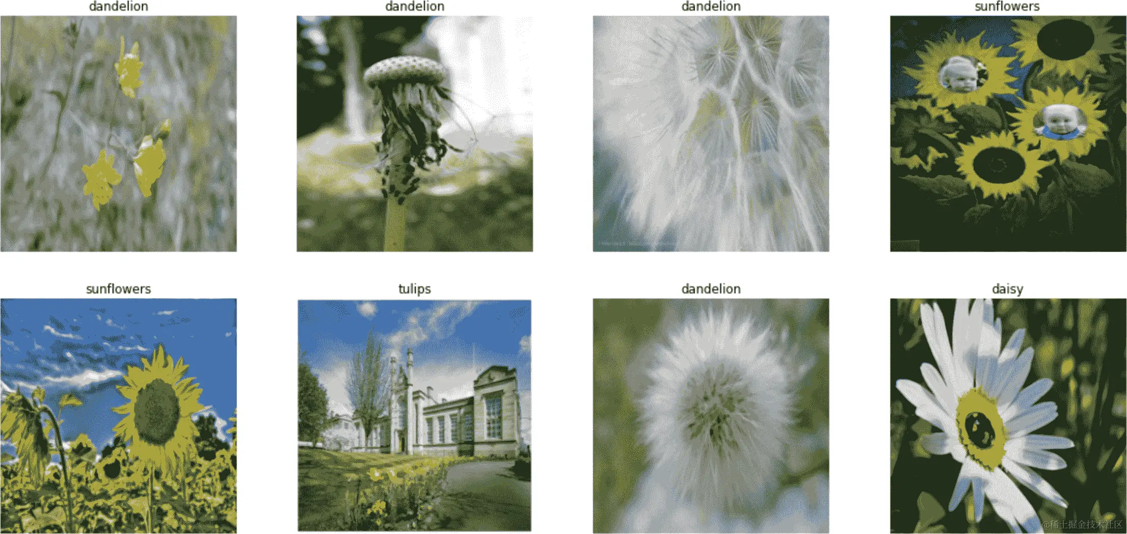 数据集中一些花的图像