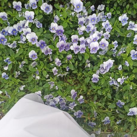 月亮小饼干于2021-05-27 21:50发布的图片