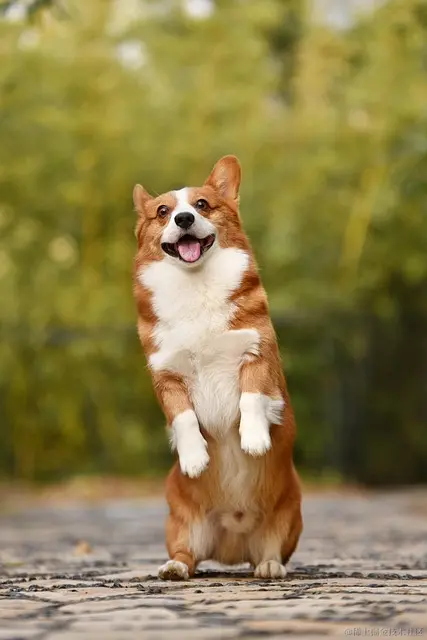 dog-3389729_640.jpg