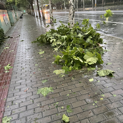 老汤姆于2021-07-26 08:19发布的图片