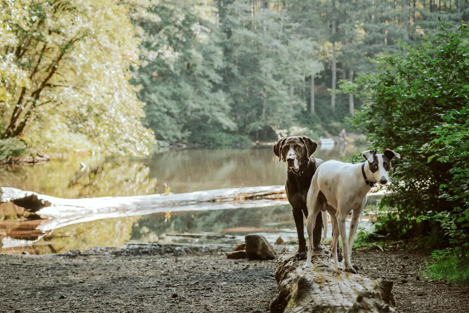 chewy-EV9_vVMZTcg-unsplash