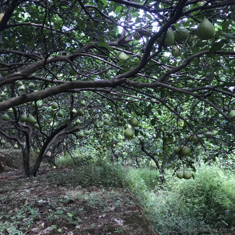 九亿妙龄少女的梦于2020-10-09 08:46发布的图片