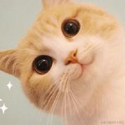 狸花山的猫的个人资料头像