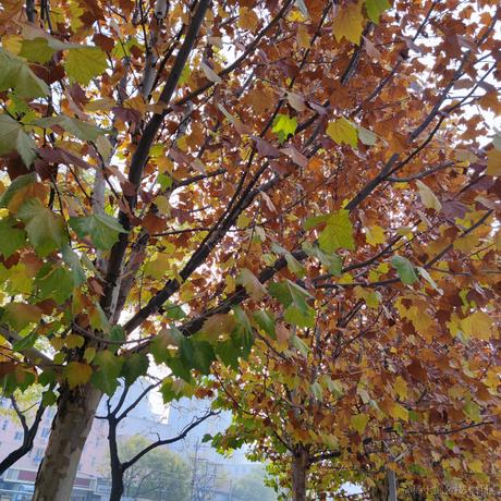 VihoL于2022-11-19 10:44发布的图片