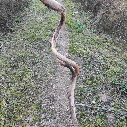 魔怔时代于2022-11-16 12:28发布的图片