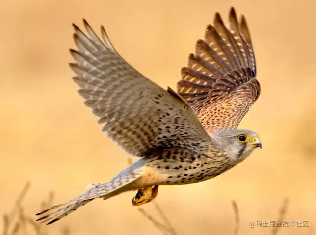 红隼-kestrel
