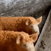 德育处主任于2022-06-24 11:37发布的图片