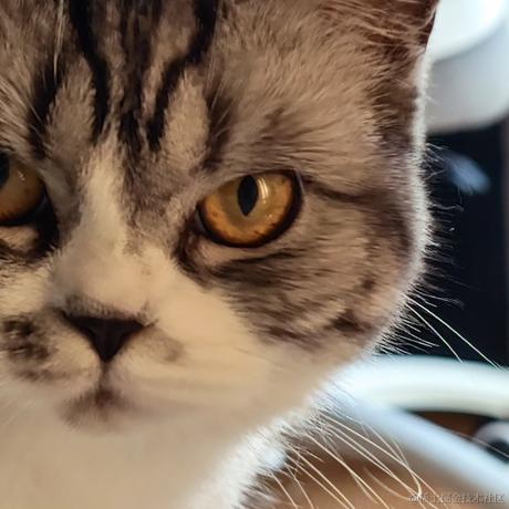 吃鱼的不一定是猫于2023-11-24 15:00发布的图片