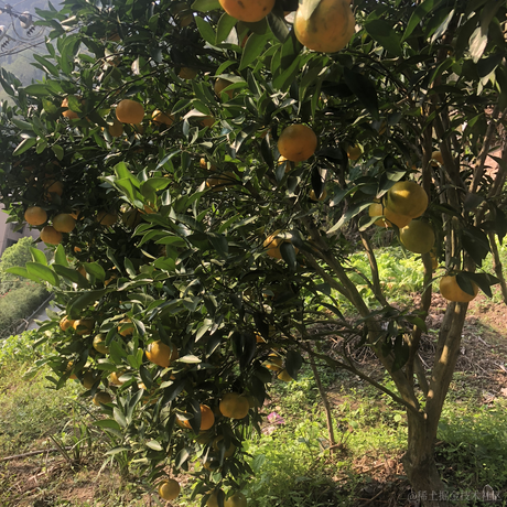 谭笨蛋于2022-11-27 19:21发布的图片