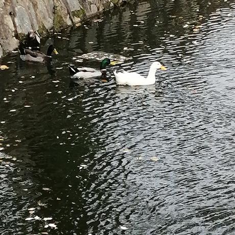 做只小狗耶于2023-06-27 11:15发布的图片