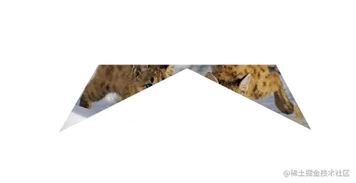 Snow Leopards With Changing Boarders