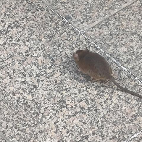 剑走翩风于2022-11-26 12:49发布的图片