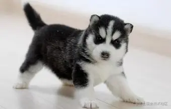 image-20210410110359011