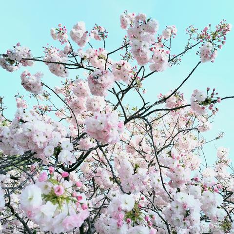 vincookies于2023-04-07 17:52发布的图片