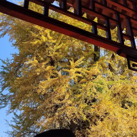 下午看落日于2023-10-30 14:52发布的图片