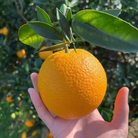 你算哪块小饼干啊于2022-11-22 09:22发布的图片