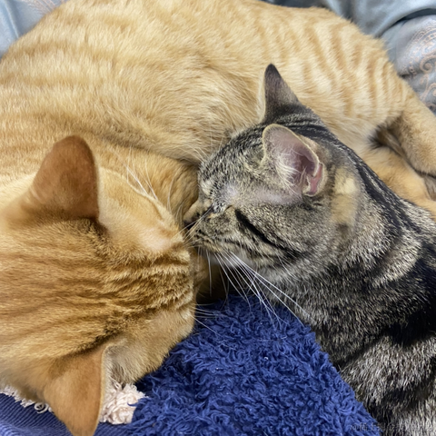 avavaava于2022-11-19 12:39发布的图片