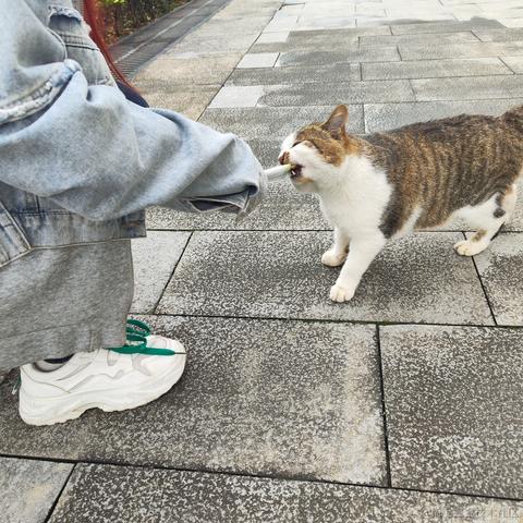 灵小猫于2022-11-23 08:00发布的图片