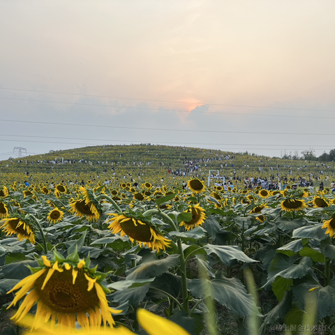 研究员于2023-09-16 18:31发布的图片