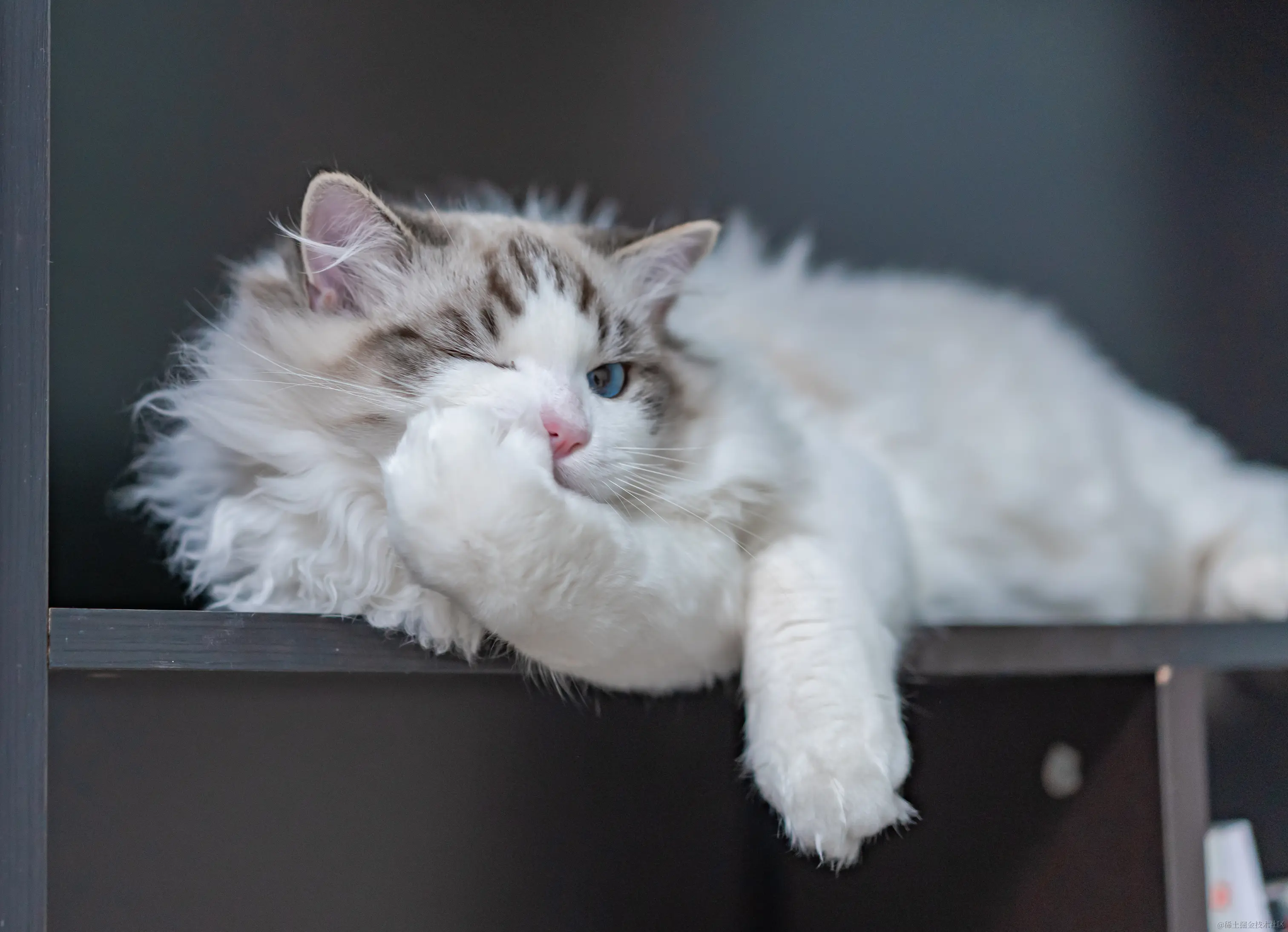 家里毛孩子佳佳，大名叫 Java