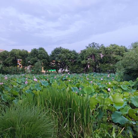 JunIce于2023-07-04 16:21发布的图片