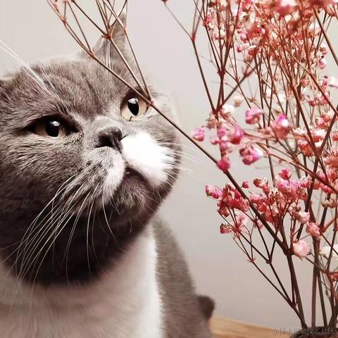 我的bug是猫写的于2021-11-01 16:42发布的图片