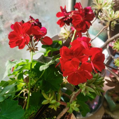月季花于2022-11-22 17:23发布的图片