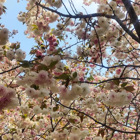 仙童总是玩于2023-04-02 09:22发布的图片