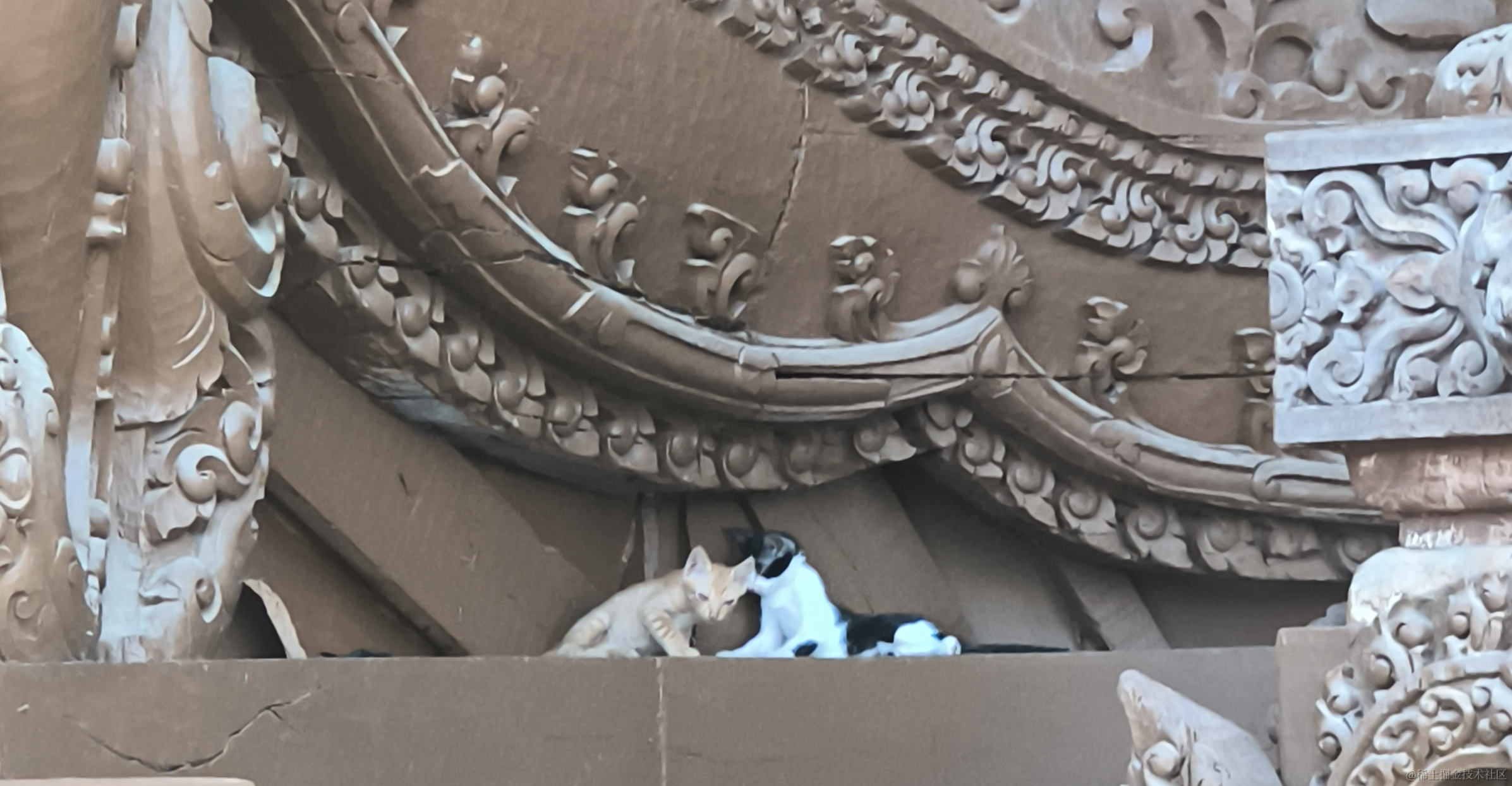 真理寺的小奶猫