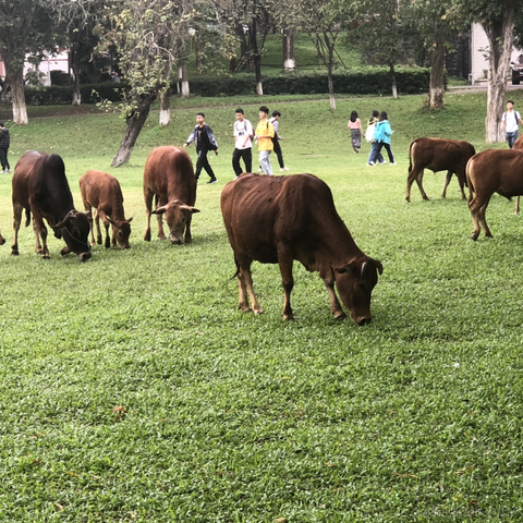 懵逼睡睡猫于2023-04-11 16:30发布的图片